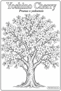 Types of Trees